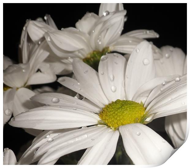 Large White Daisies. Print by Becky Dix