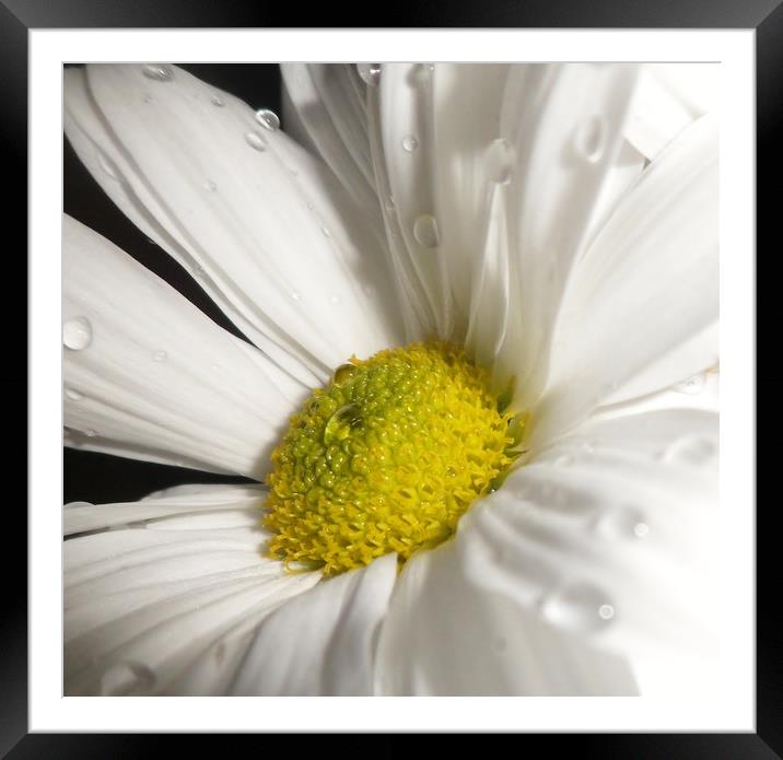 Pretty White Daisy. Framed Mounted Print by Becky Dix