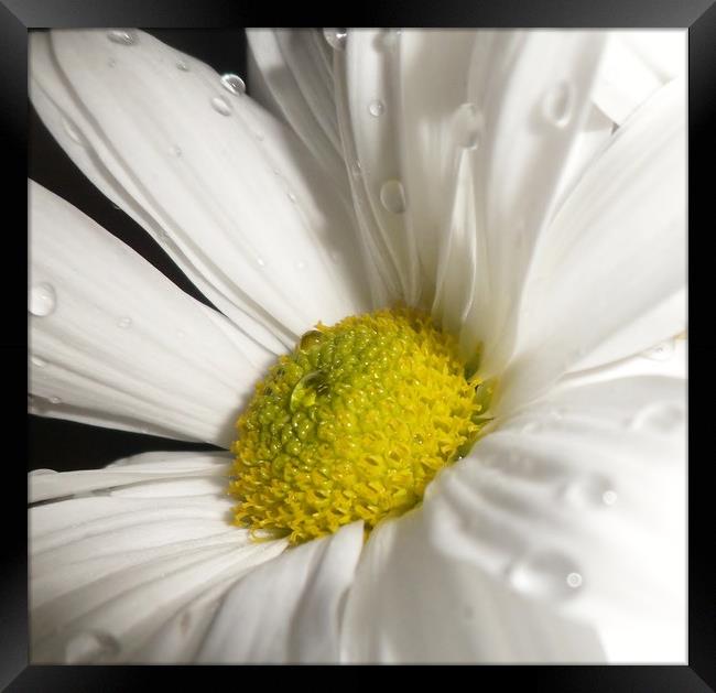 Pretty White Daisy. Framed Print by Becky Dix