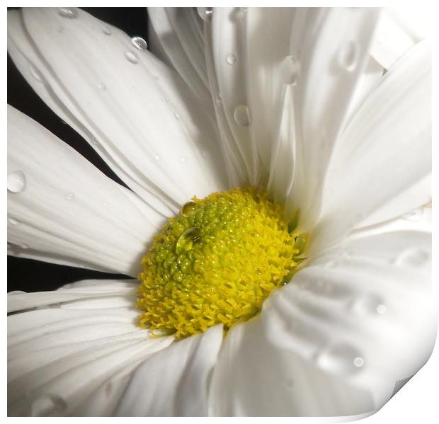 Pretty White Daisy. Print by Becky Dix