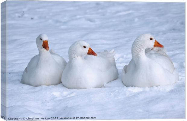 Three White Geese Sitting in the Snow Canvas Print by Christine Kerioak