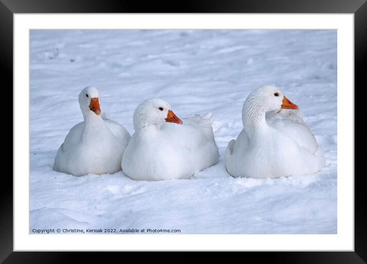 Three White Geese Sitting in the Snow Framed Mounted Print by Christine Kerioak