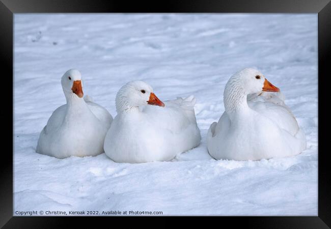 Three White Geese Sitting in the Snow Framed Print by Christine Kerioak