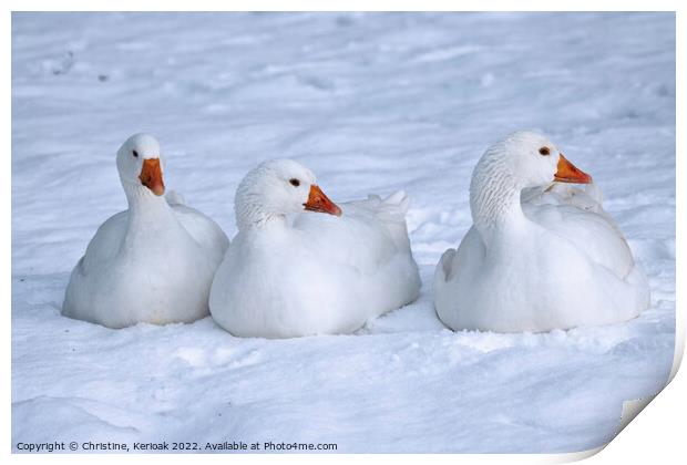 Three White Geese Sitting in the Snow Print by Christine Kerioak