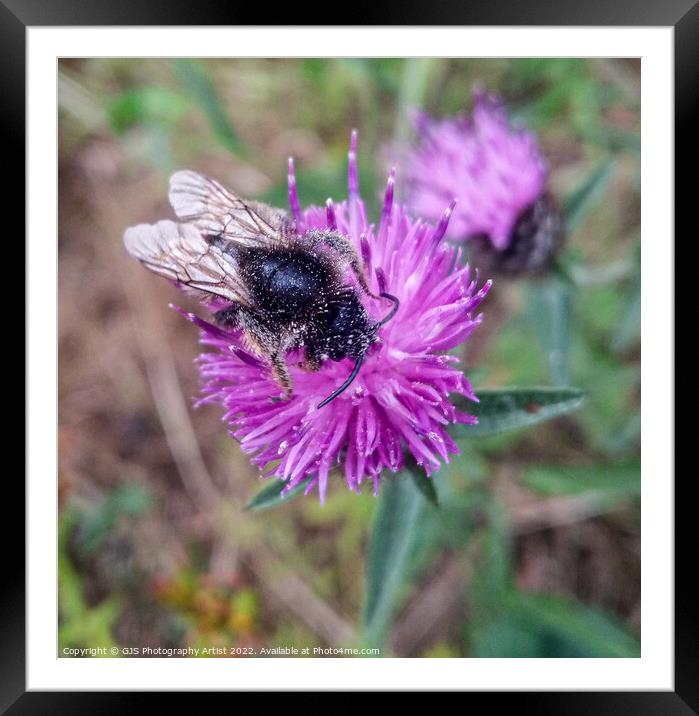 Bees Knees Framed Mounted Print by GJS Photography Artist