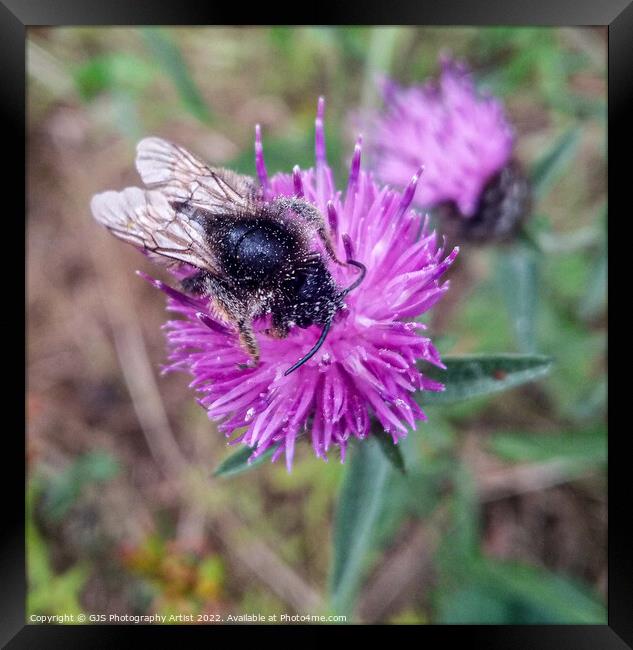 Bees Knees Framed Print by GJS Photography Artist