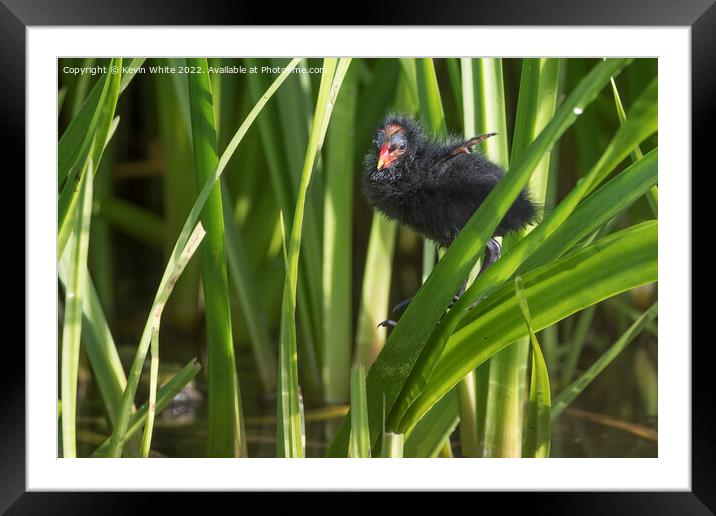 Moorhen chick investgating climbing Framed Mounted Print by Kevin White