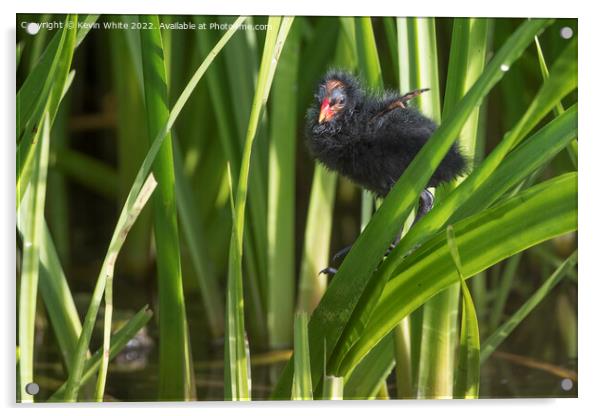 Moorhen chick investgating climbing Acrylic by Kevin White