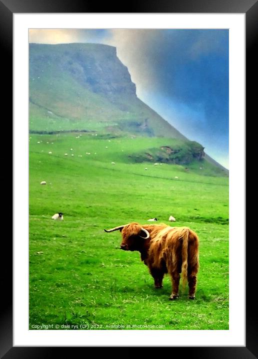 highland cow - highland cattle Framed Mounted Print by dale rys (LP)