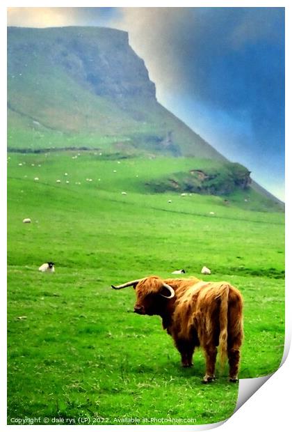 highland cow - highland cattle Print by dale rys (LP)