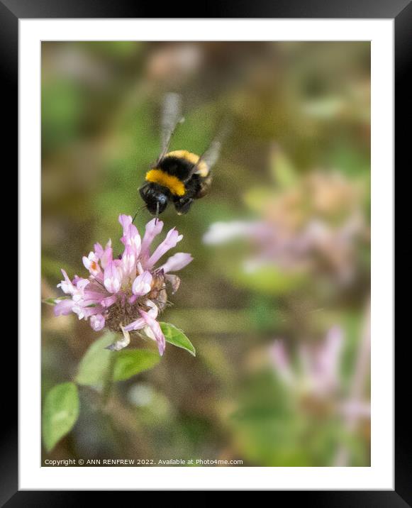 A happy bee. Framed Mounted Print by ANN RENFREW