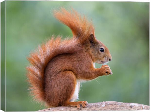 A red squirrel eating Canvas Print by Rory Trappe