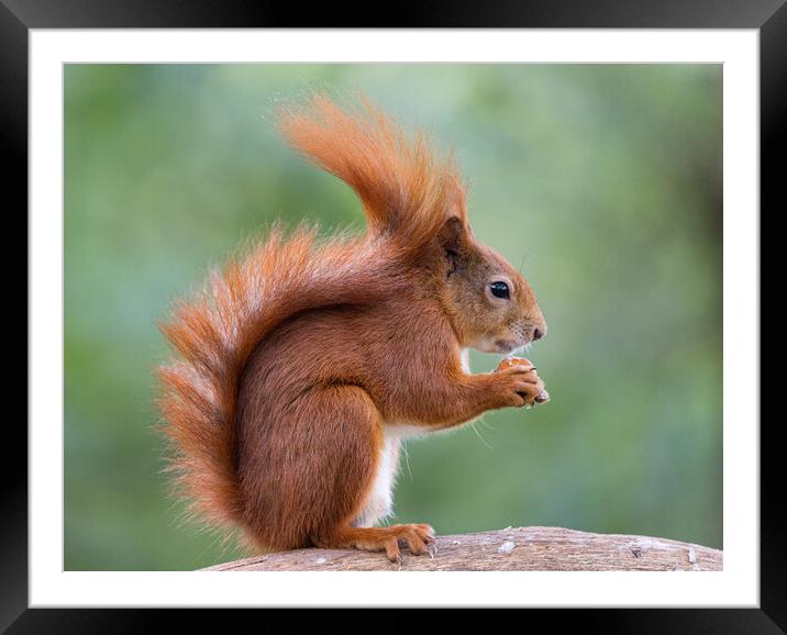 A red squirrel eating Framed Mounted Print by Rory Trappe