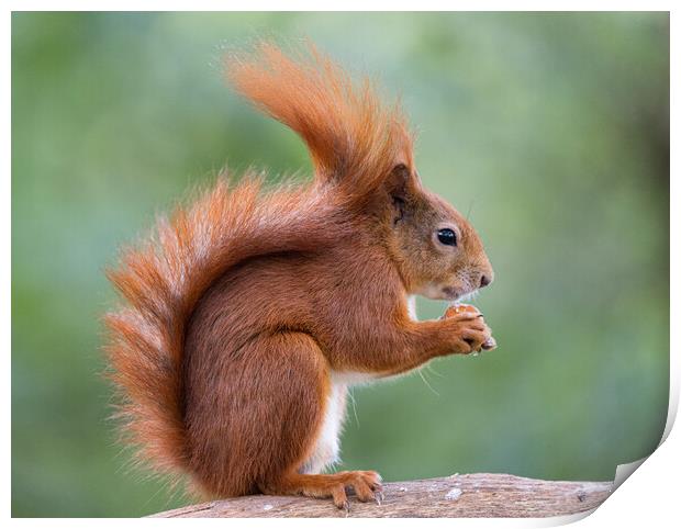 A red squirrel eating Print by Rory Trappe