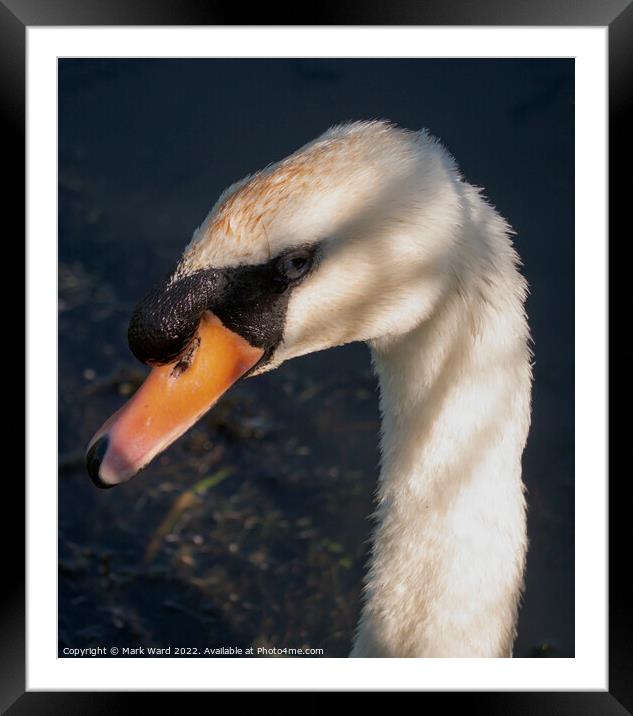 Seriously Regal. Framed Mounted Print by Mark Ward