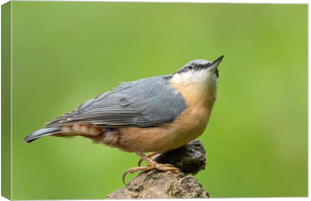 Nuthatch looking up Canvas Print by Jonathan Thirkell