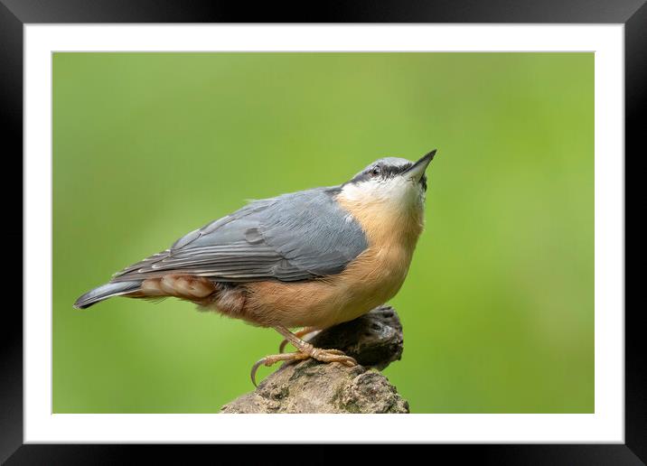 Nuthatch looking up Framed Mounted Print by Jonathan Thirkell