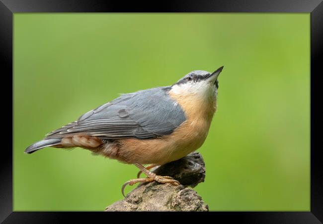 Nuthatch looking up Framed Print by Jonathan Thirkell