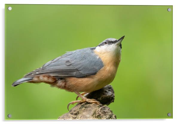 Nuthatch looking up Acrylic by Jonathan Thirkell