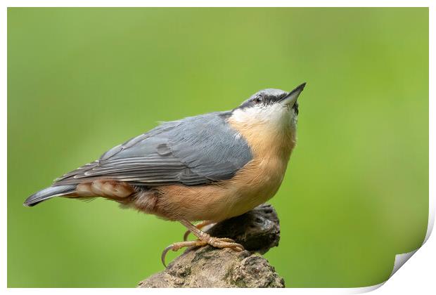 Nuthatch looking up Print by Jonathan Thirkell