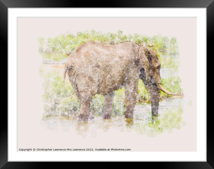 Elephant in water watercolour Framed Mounted Print by Christopher Lawrence Mrs Lawrence
