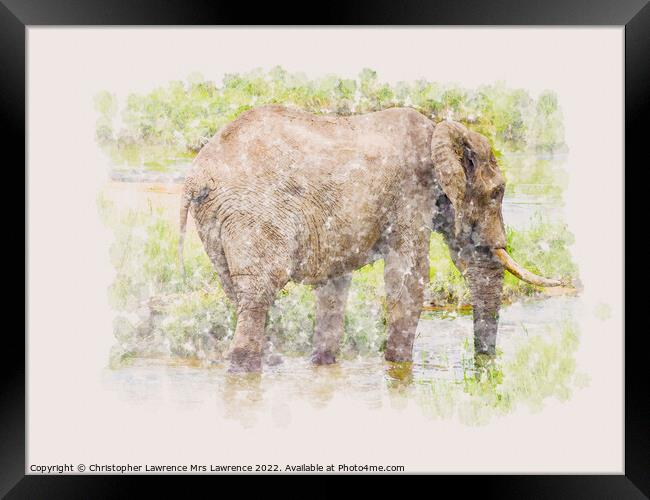 Elephant in water watercolour Framed Print by Christopher Lawrence Mrs Lawrence