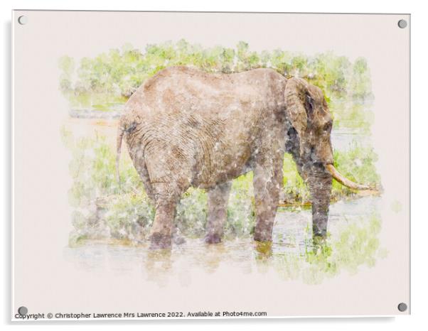 Elephant in water watercolour Acrylic by Christopher Lawrence Mrs Lawrence