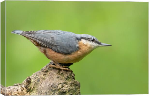 Posing Nuthatch Canvas Print by Jonathan Thirkell