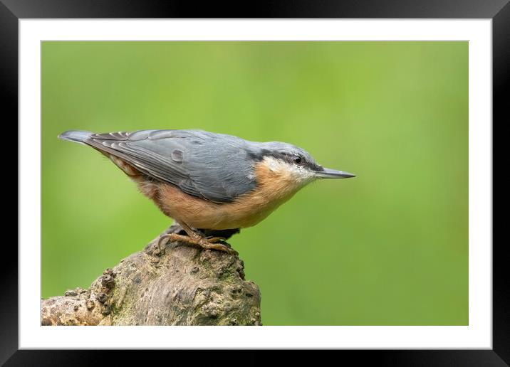 Posing Nuthatch Framed Mounted Print by Jonathan Thirkell