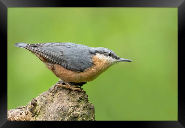 Posing Nuthatch Framed Print by Jonathan Thirkell