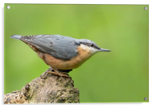 Posing Nuthatch Acrylic by Jonathan Thirkell