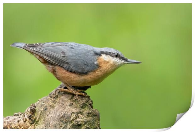 Posing Nuthatch Print by Jonathan Thirkell