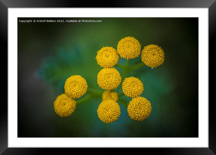 Tanacetum vulgare or Tansy is a perennial, herbaceous flowering plant Framed Mounted Print by Kristof Bellens