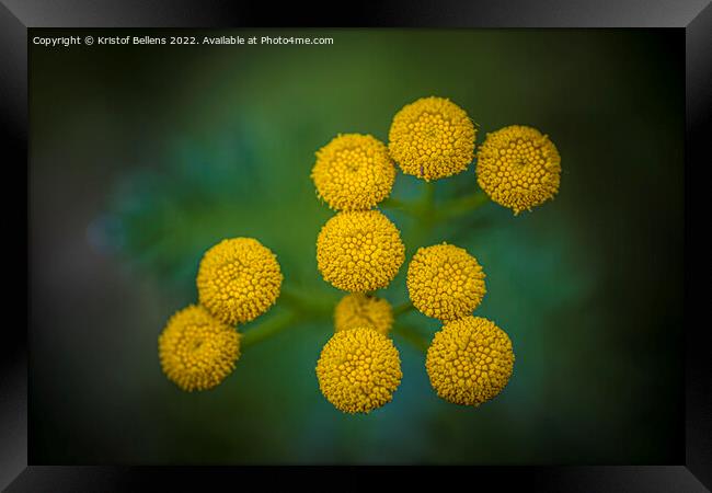 Tanacetum vulgare or Tansy is a perennial, herbaceous flowering plant Framed Print by Kristof Bellens