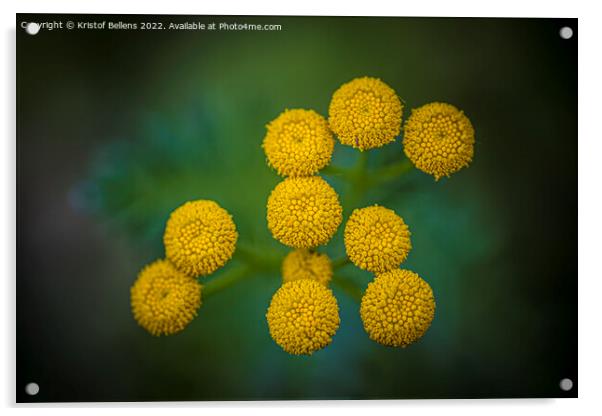 Tanacetum vulgare or Tansy is a perennial, herbaceous flowering plant Acrylic by Kristof Bellens