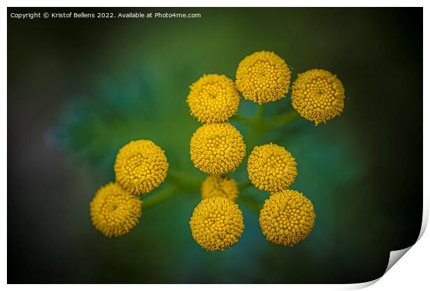 Tanacetum vulgare or Tansy is a perennial, herbaceous flowering plant Print by Kristof Bellens