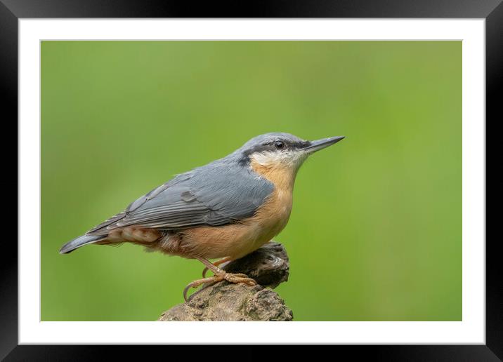Nuthatch sideview Framed Mounted Print by Jonathan Thirkell