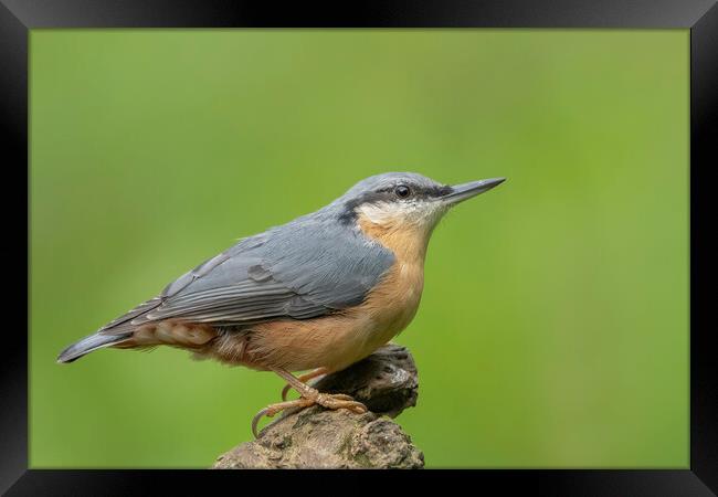 Nuthatch sideview Framed Print by Jonathan Thirkell