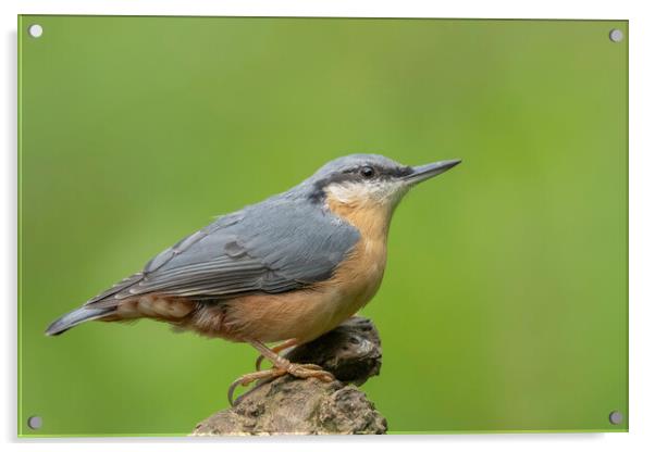 Nuthatch sideview Acrylic by Jonathan Thirkell