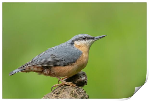 Nuthatch sideview Print by Jonathan Thirkell
