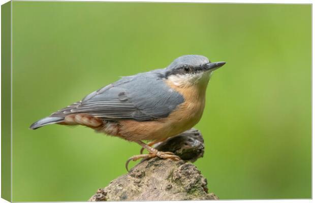 Perched Nuthatch Canvas Print by Jonathan Thirkell