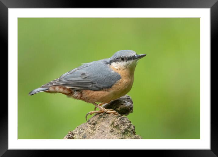 Perched Nuthatch Framed Mounted Print by Jonathan Thirkell