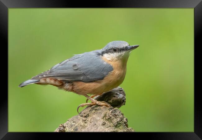 Perched Nuthatch Framed Print by Jonathan Thirkell