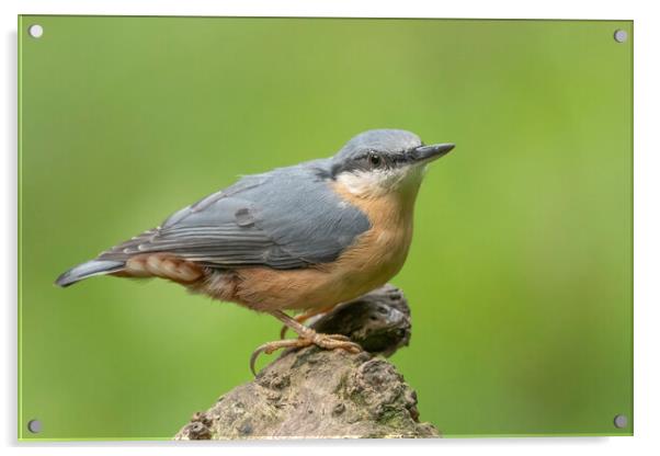 Perched Nuthatch Acrylic by Jonathan Thirkell