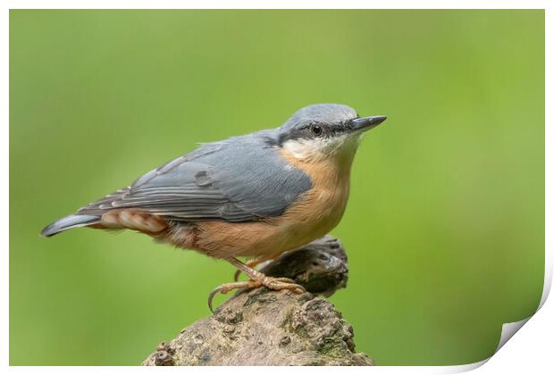 Perched Nuthatch Print by Jonathan Thirkell