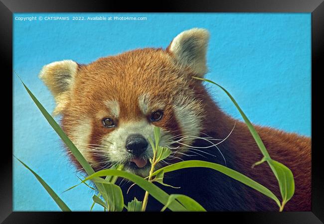 RED PANDA Framed Print by CATSPAWS 