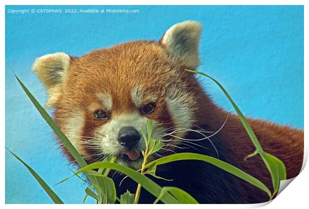 RED PANDA Print by CATSPAWS 