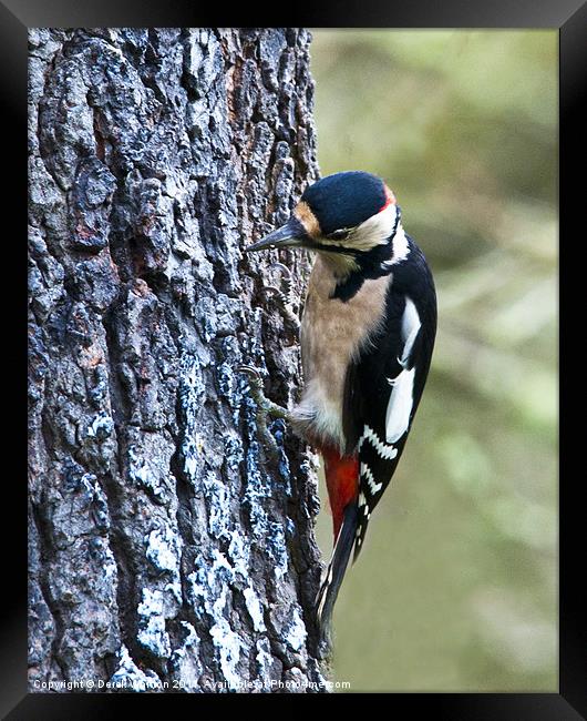 Great Spotted Woodpecker Framed Print by Derek Whitton