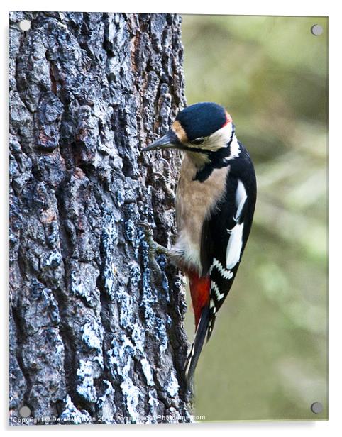 Great Spotted Woodpecker Acrylic by Derek Whitton