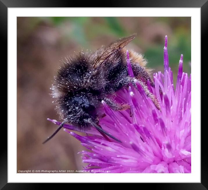 Pollen Coated Bee Framed Mounted Print by GJS Photography Artist